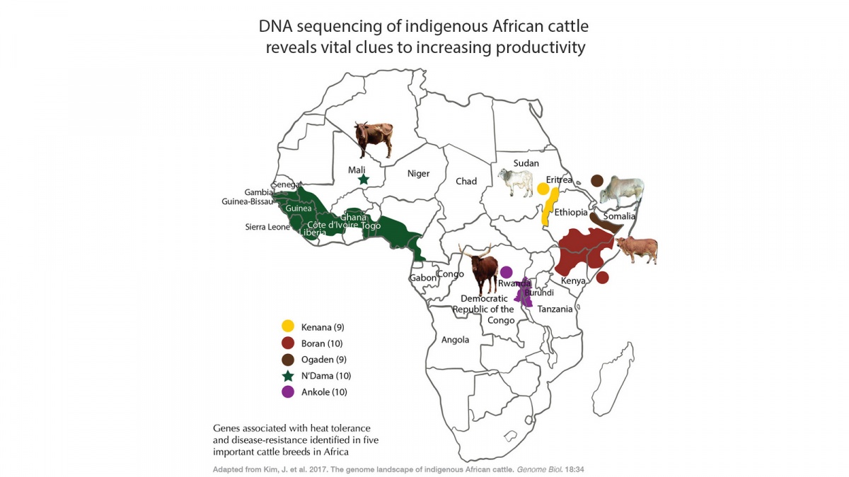 Conserving the genetic diversity of farm animals and promoting access to, and fair and equitable sharing of, benefits arising from such resources(Photo credit: ILRI/Bethlehem Alemu and Apollo Habtamu)
