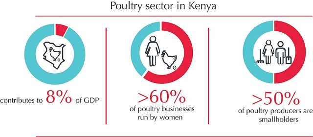 Alleviating the prevalence of chicken diseases builds the resilience of livestock farmers living in extreme poverty, Kenya (Photo credit: ILRI/Bethlehem Alemu and Apollo Habtamu)