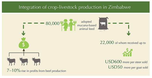 Strengthening scientific and technological capacity to move towards more sustainable patterns of food production, Zimbabwe (Photo credit: ILRI/Bethlehem Alemu and Apollo Habtamu)